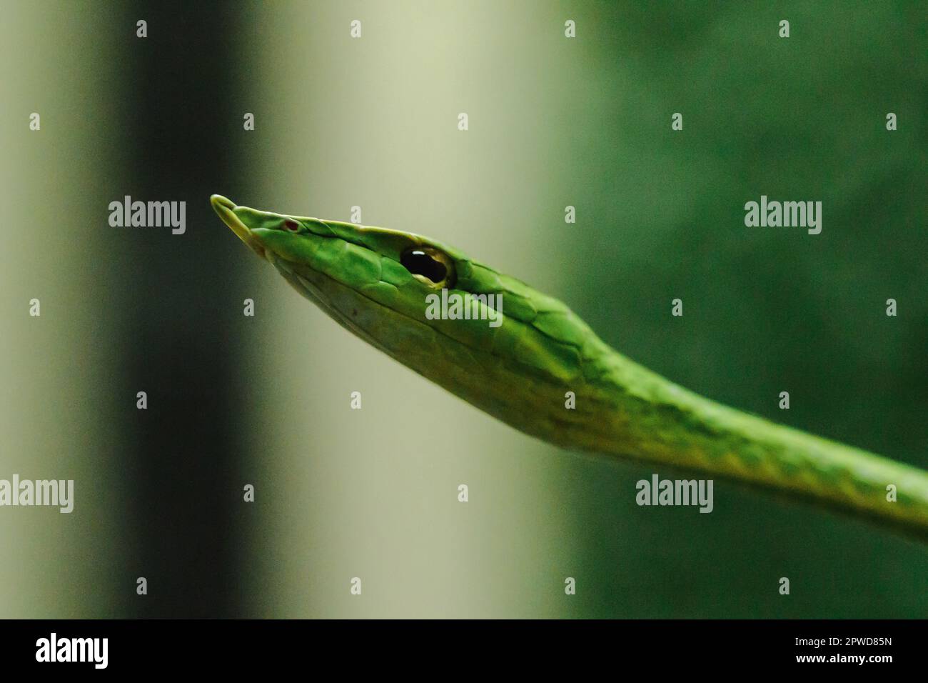 Long-nosed whip snake is a kind of poisonous snake Living most of the tree life Stock Photo