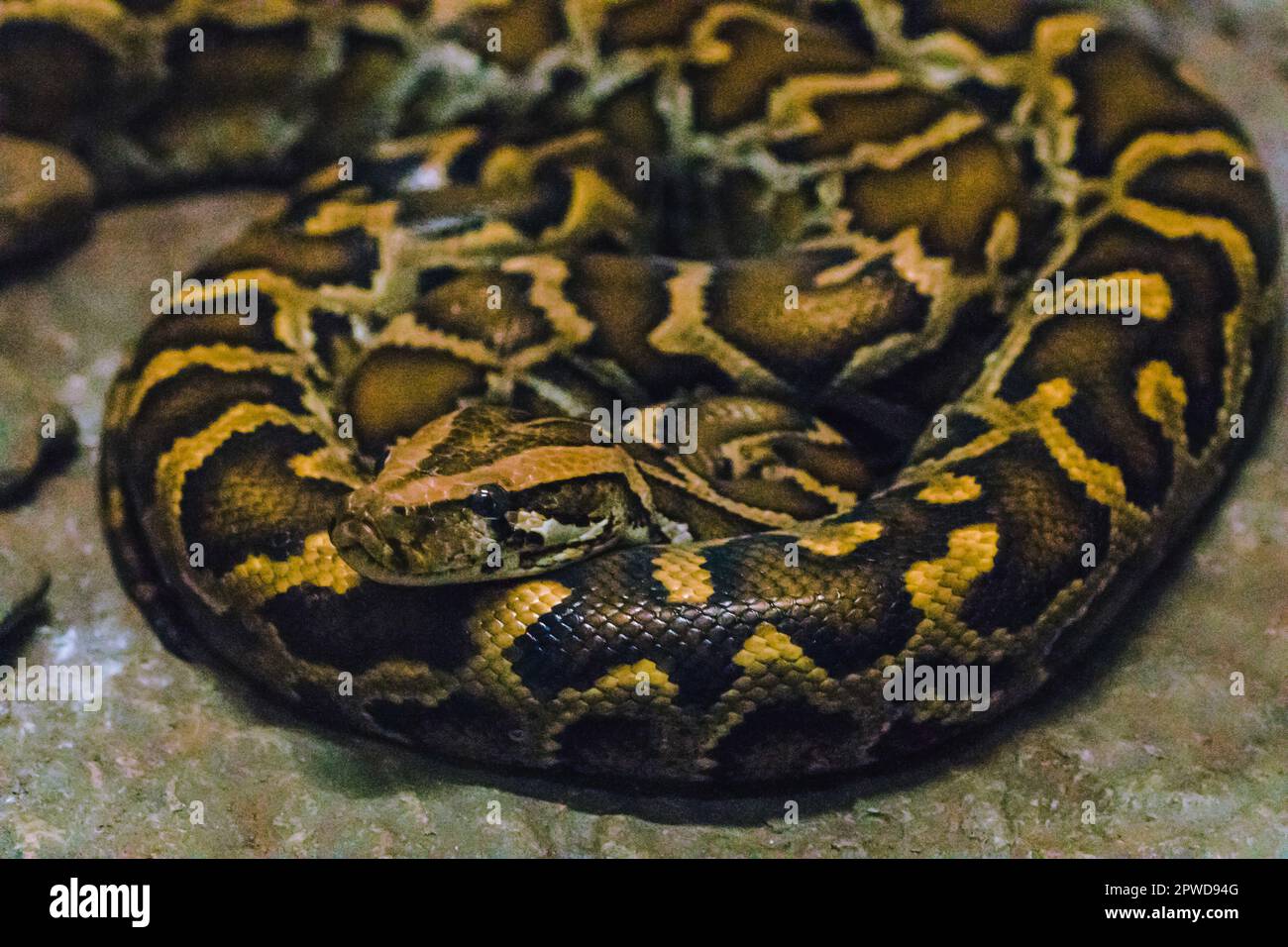 Python bivittatus is a large, poisonous snake, one of the six largest ...