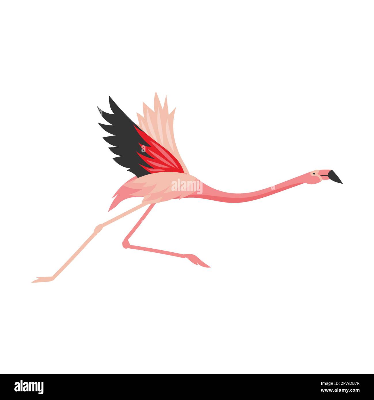 Flamingo Bird Flying