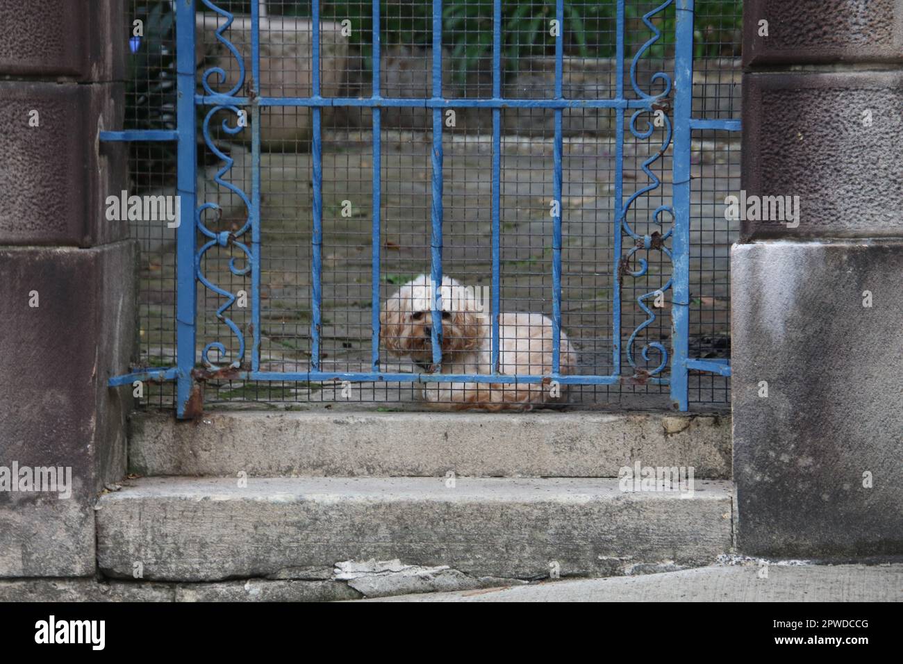small dog sitting behind a fence at a home in Darling Point, Sydney