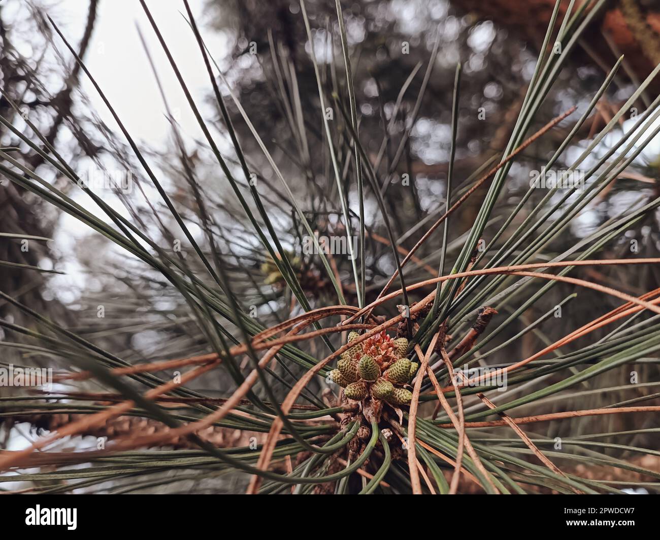 Evergreen tree with long needles. Young pine cone close up. Selective focus. Conifer tree background. Stock Photo