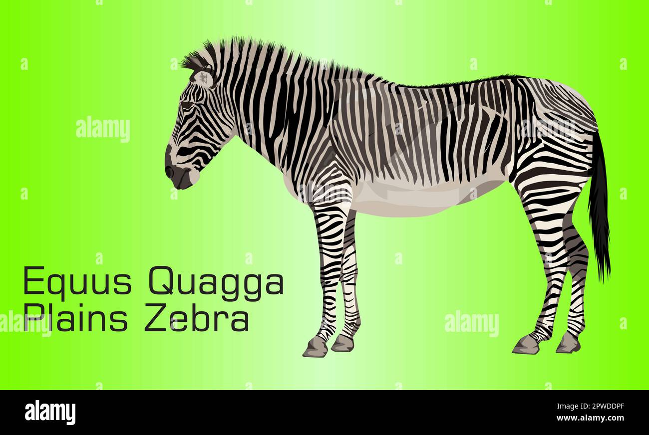 Plains zebra illustration Stock Vector Images - Alamy