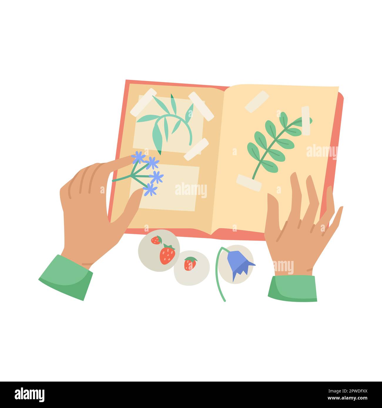 Hands of person with plants and scrapbook vector illustration Stock Vector