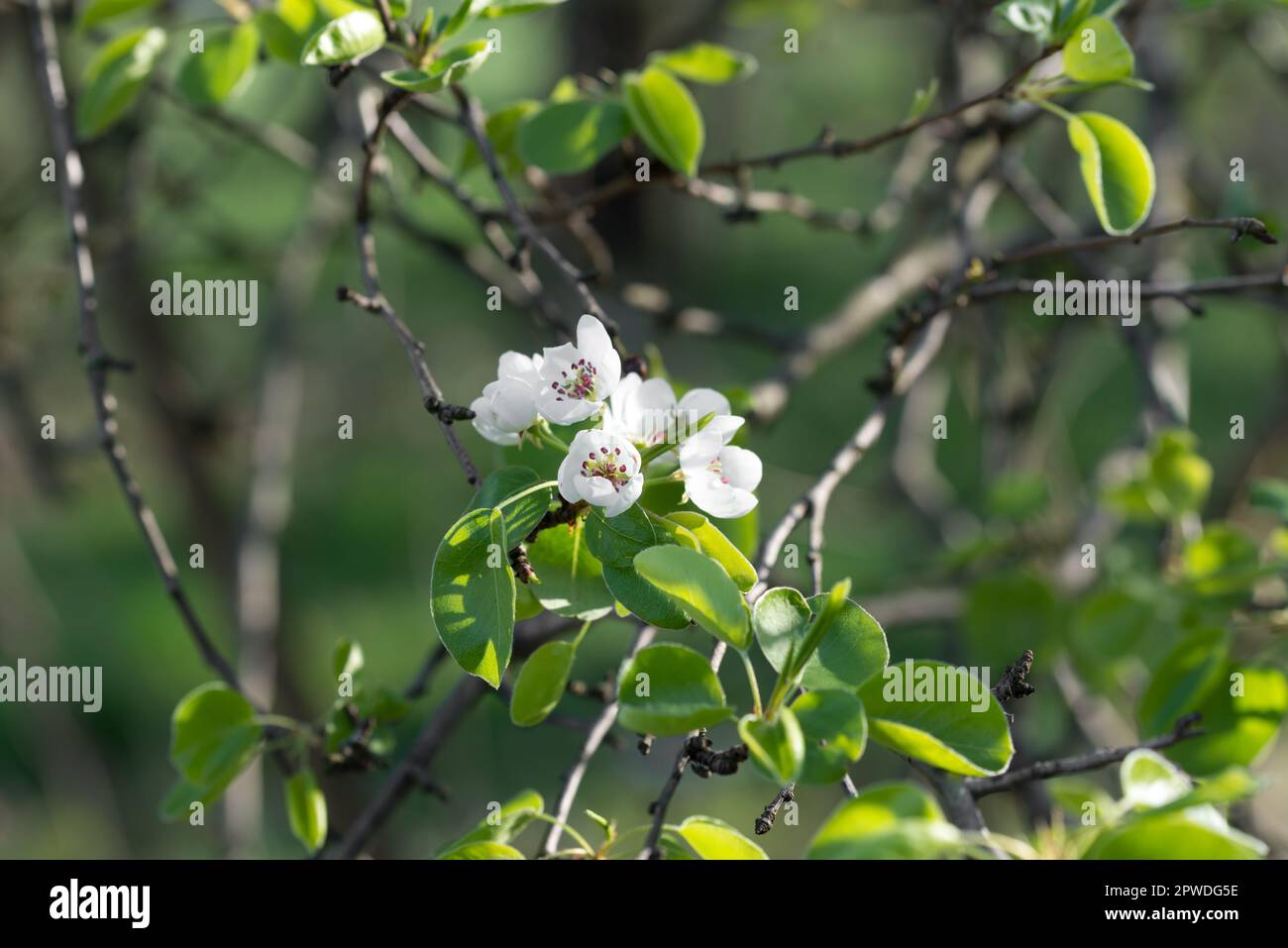 common pear, pyrus communis spring flowers selective focus Stock Photo