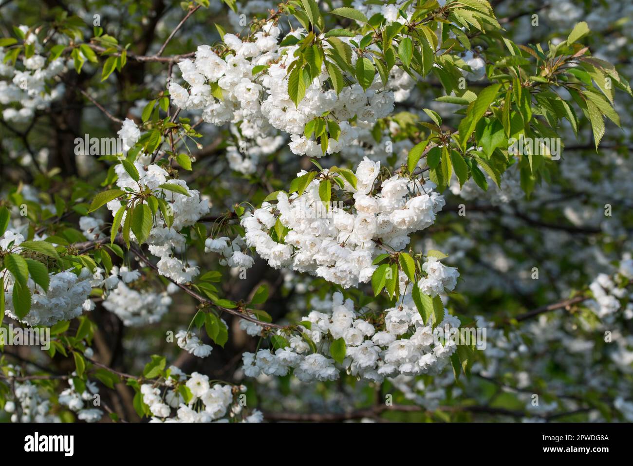 Prunus avium, sweet cherry white  flowering tree selective focus Stock Photo