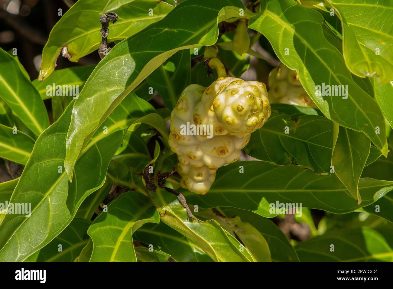 Morinda citrifolia, Noni Fruit Stock Photo