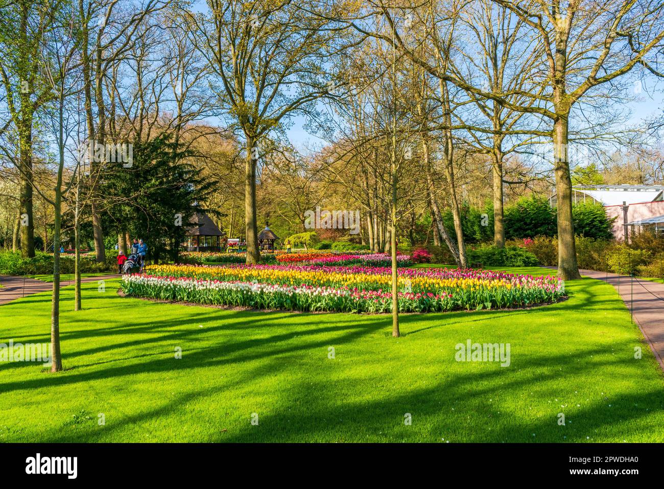 LISSE, HOLLAND APRIL 19, 2023 Blooming tulips in Keukenhof Park, one