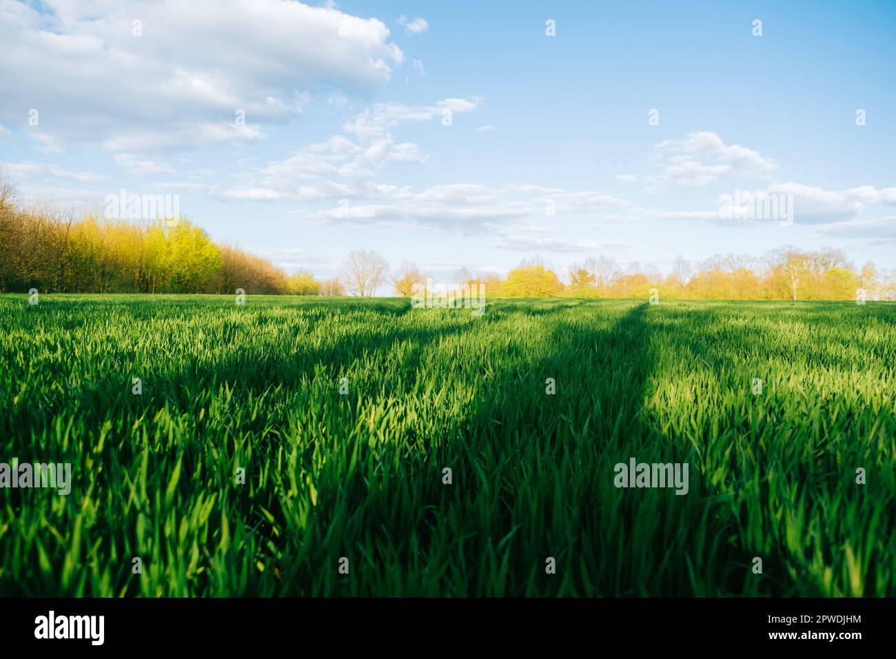 Green grass field and blue sky, landscape Stock Photo - Alamy