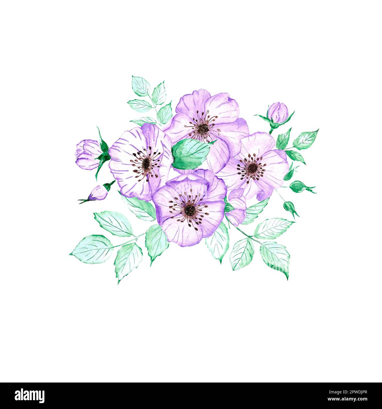 Handdrawn anemone composition. Watercolor wind flower on the white background. Scrapbook design elements. Typography poster, card, label, banner Stock Photo