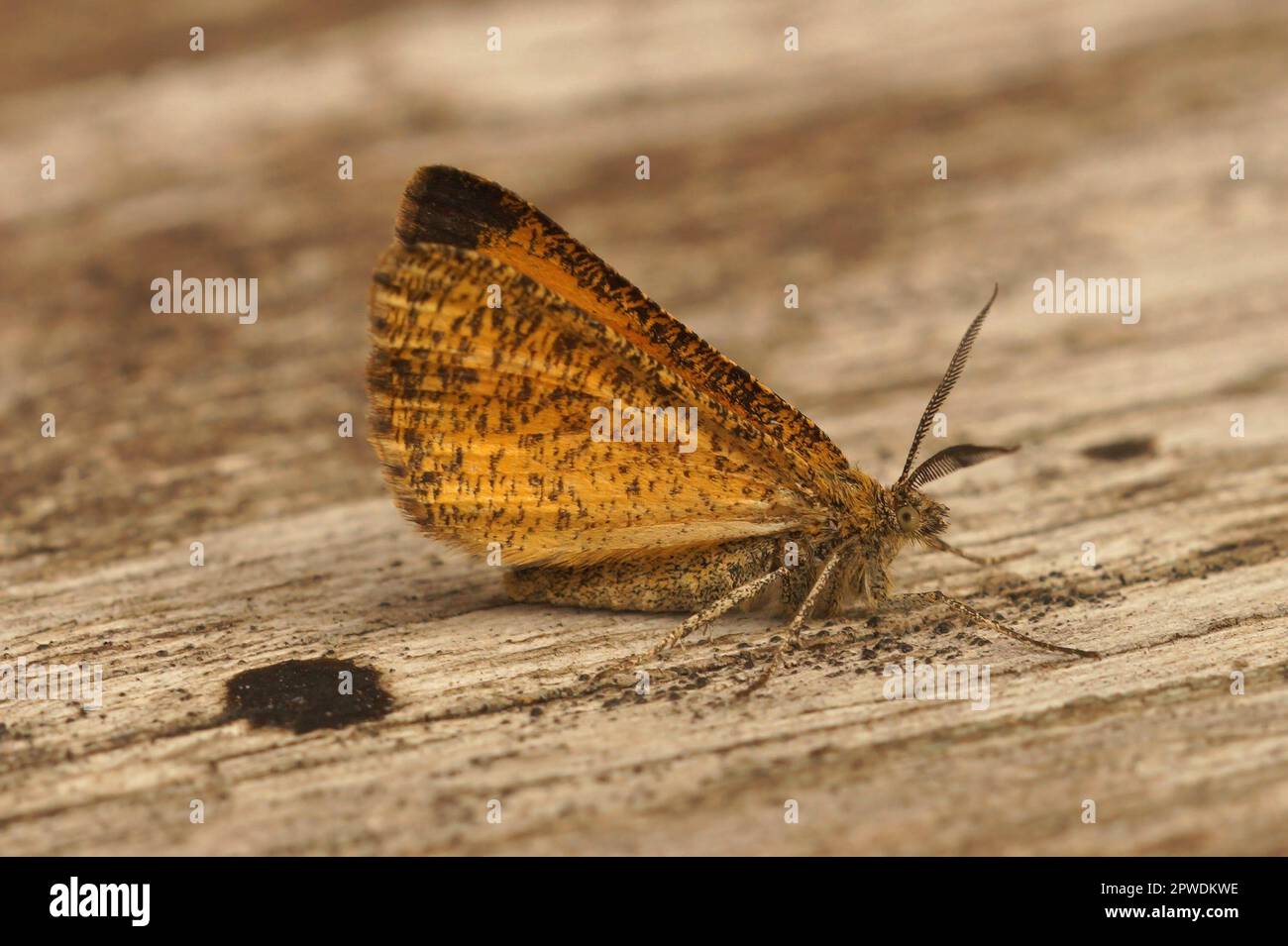 Natural closeup on the Frosted Yellow geometer moth, Isturgia limbaria with closed wings Stock Photo