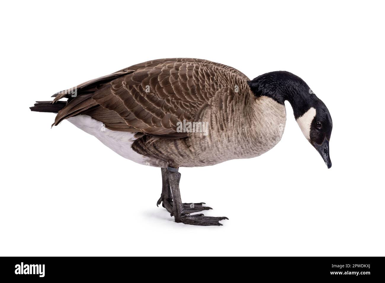 Small Canadian Goose, standing side ways. Head bowed down towards ground. Isolated on a white background. Stock Photo