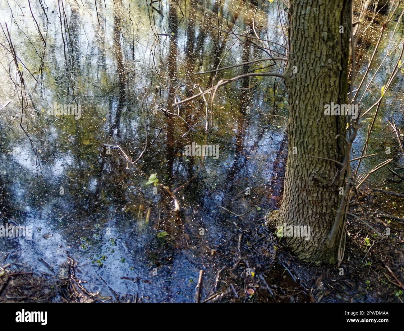 A huge puddle in the park among the trees, on a sunny day Stock Photo