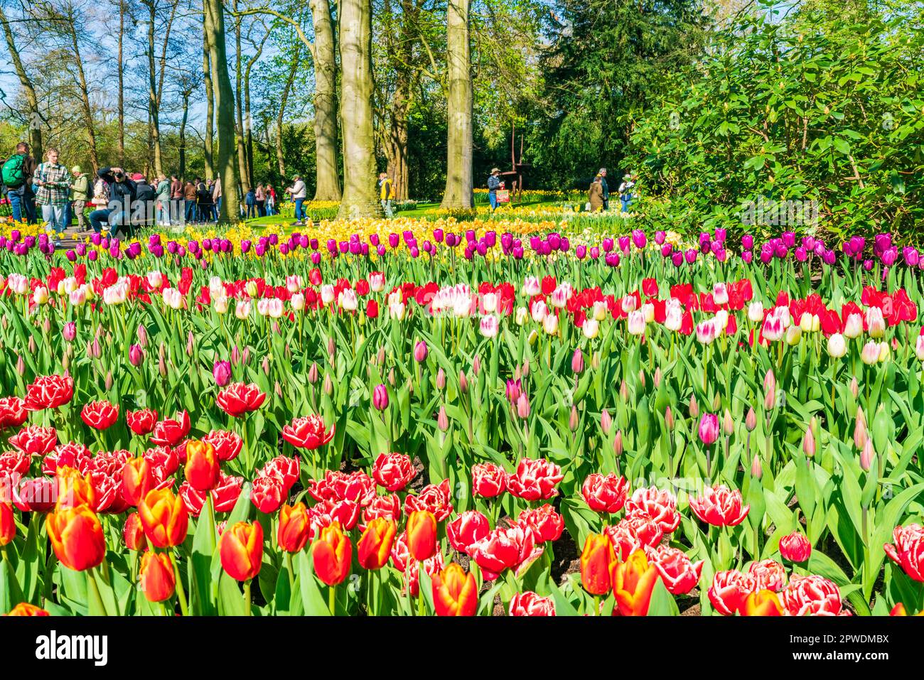LISSE, HOLLAND APRIL 19, 2023 Blooming tulips in Keukenhof Park, one