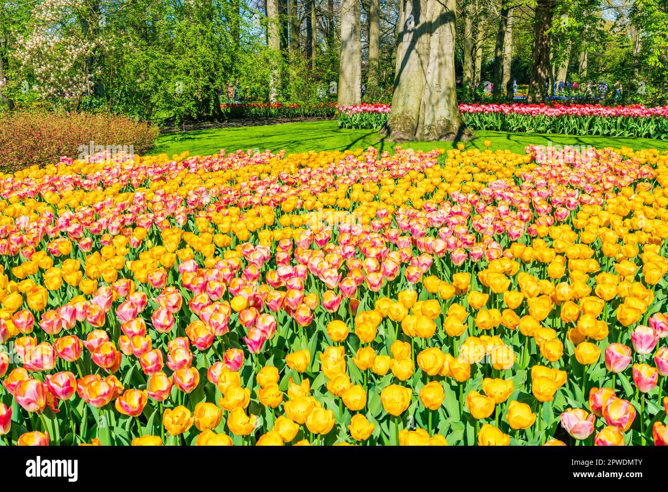 LISSE, HOLLAND APRIL 19, 2023 Blooming tulips in Keukenhof Park, one