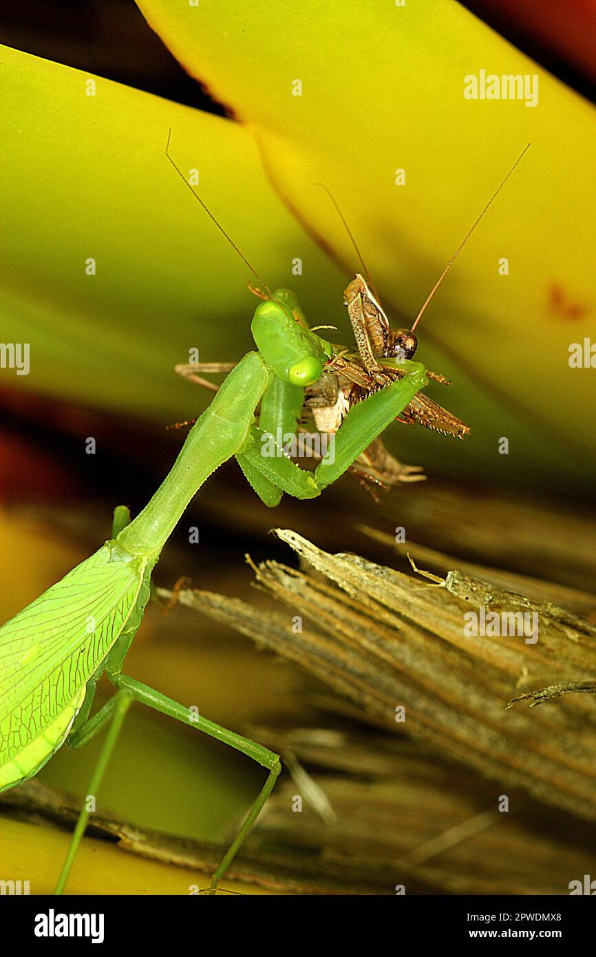 Praying Mantis Eating Male Head