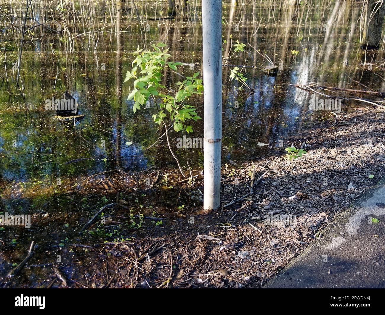 A huge puddle in the park among the trees, on a sunny day Stock Photo