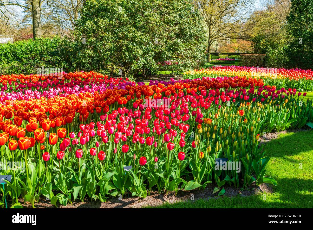 Beautiful Keukenhof Garden with blooming tulips, Holland Stock Photo ...