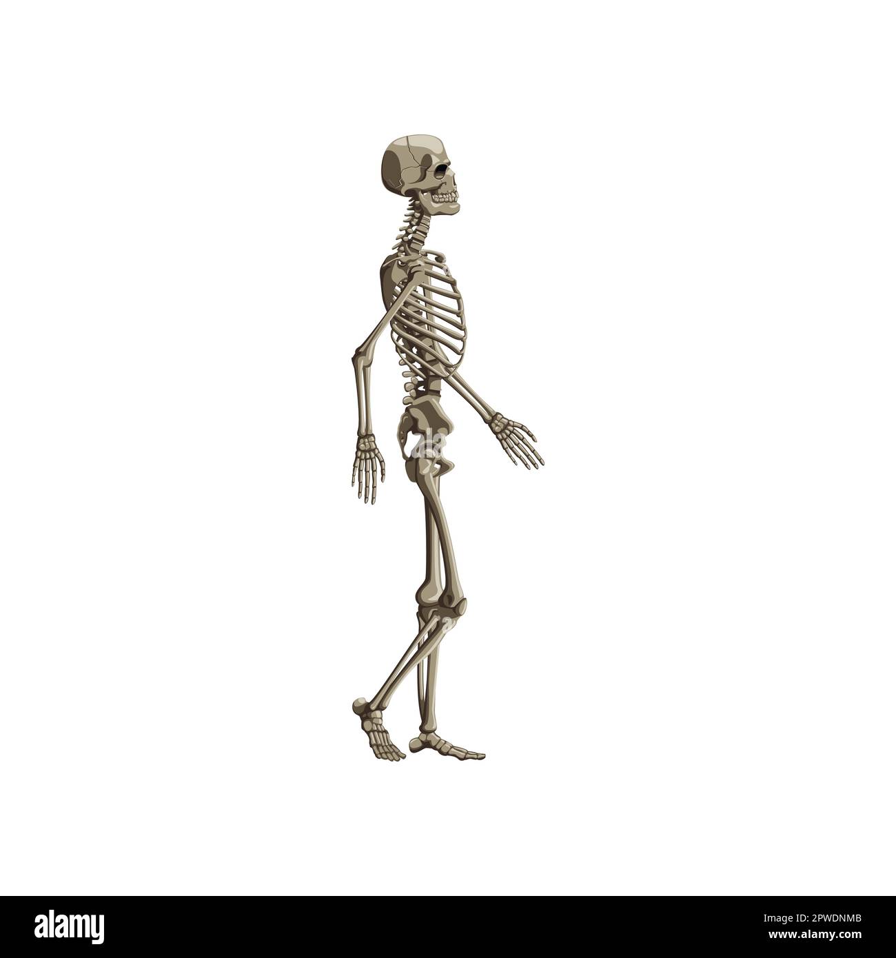 Realistic human skeleton full body side view illustration Stock Vector ...