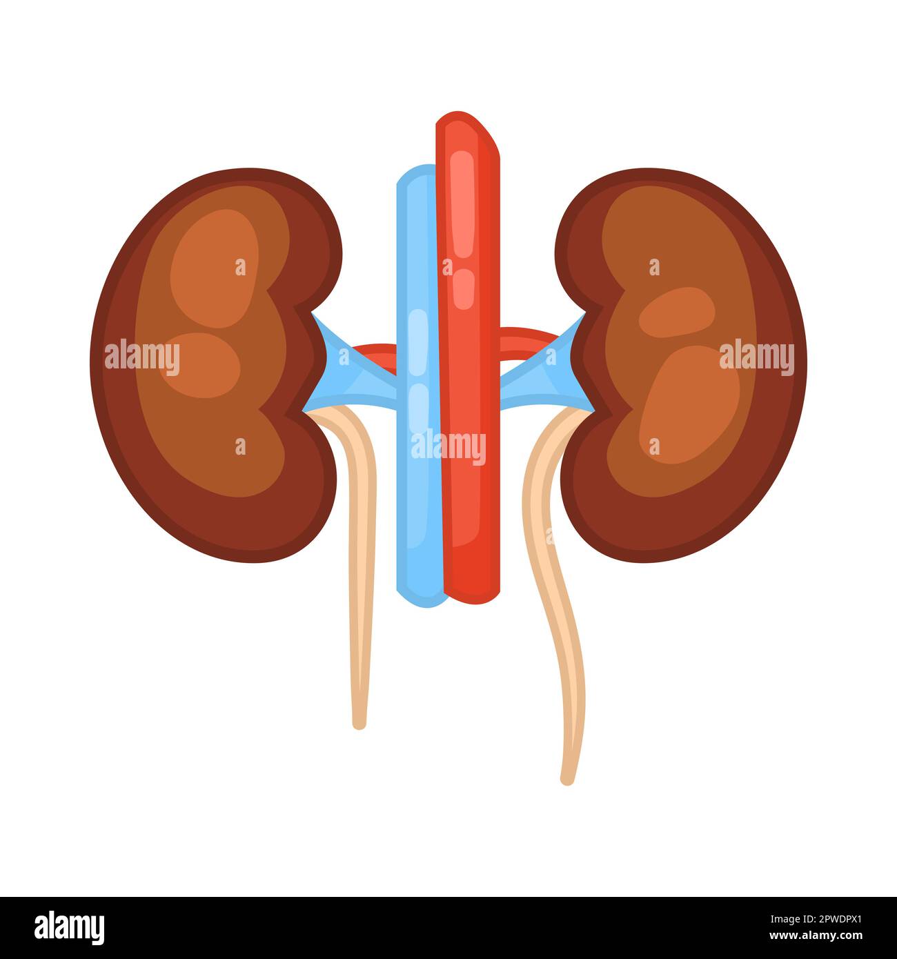 Kidneys of female body vector illustration Stock Vector Image & Art - Alamy