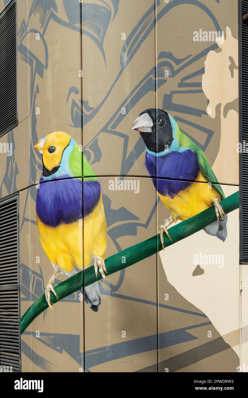 Gouldian Finches Street Art by DVate, Darwin, NT, Australia Stock Photo
