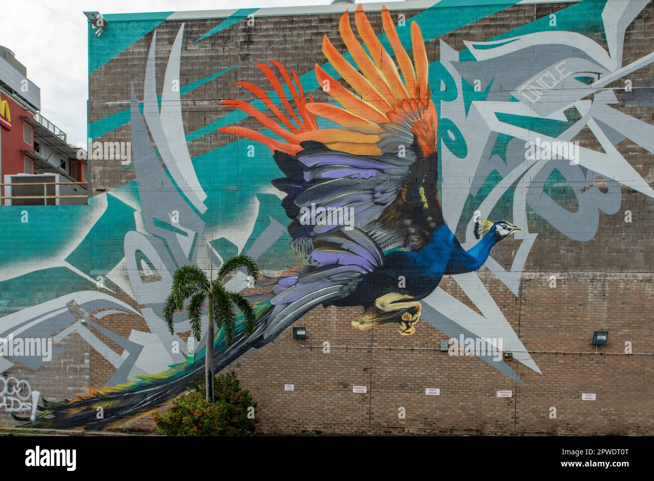 Peacock Street Art, Darwin, NT, Australia Stock Photo Alamy