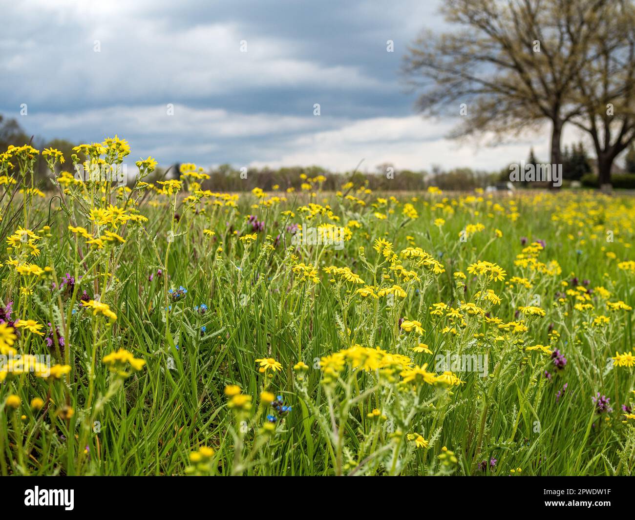 Suspected of causing cancer hi-res stock photography and images - Alamy