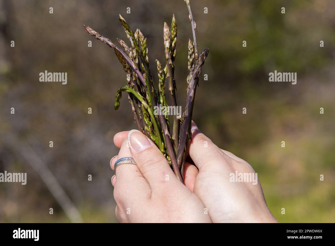 Picking asparagus shoots in Istra, Croatia Stock Photo
