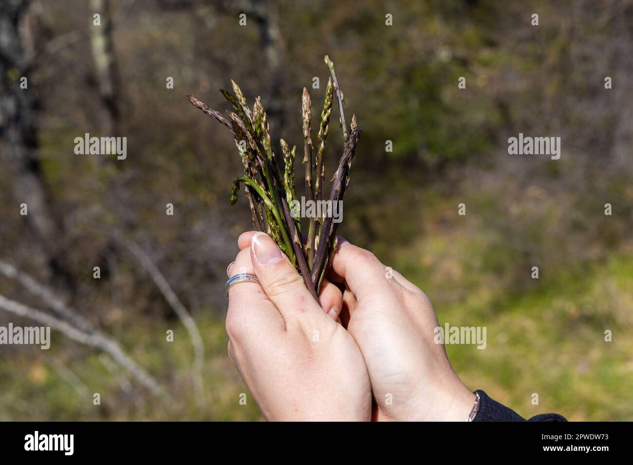 Picking asparagus shoots in Istra, Croatia Stock Photo