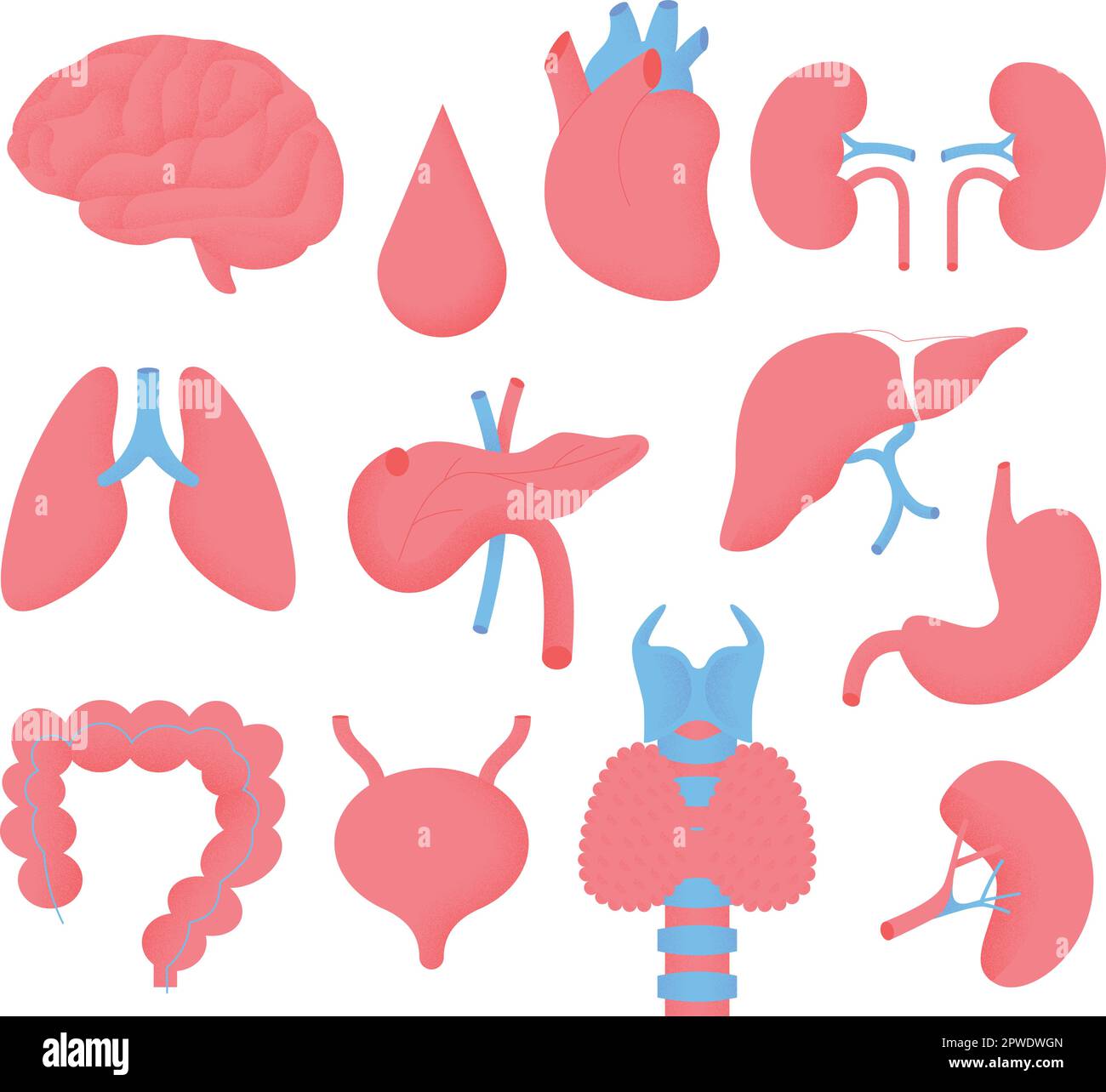A set of medical illustrations showing organs necessary to the well being of the body Stock Vector