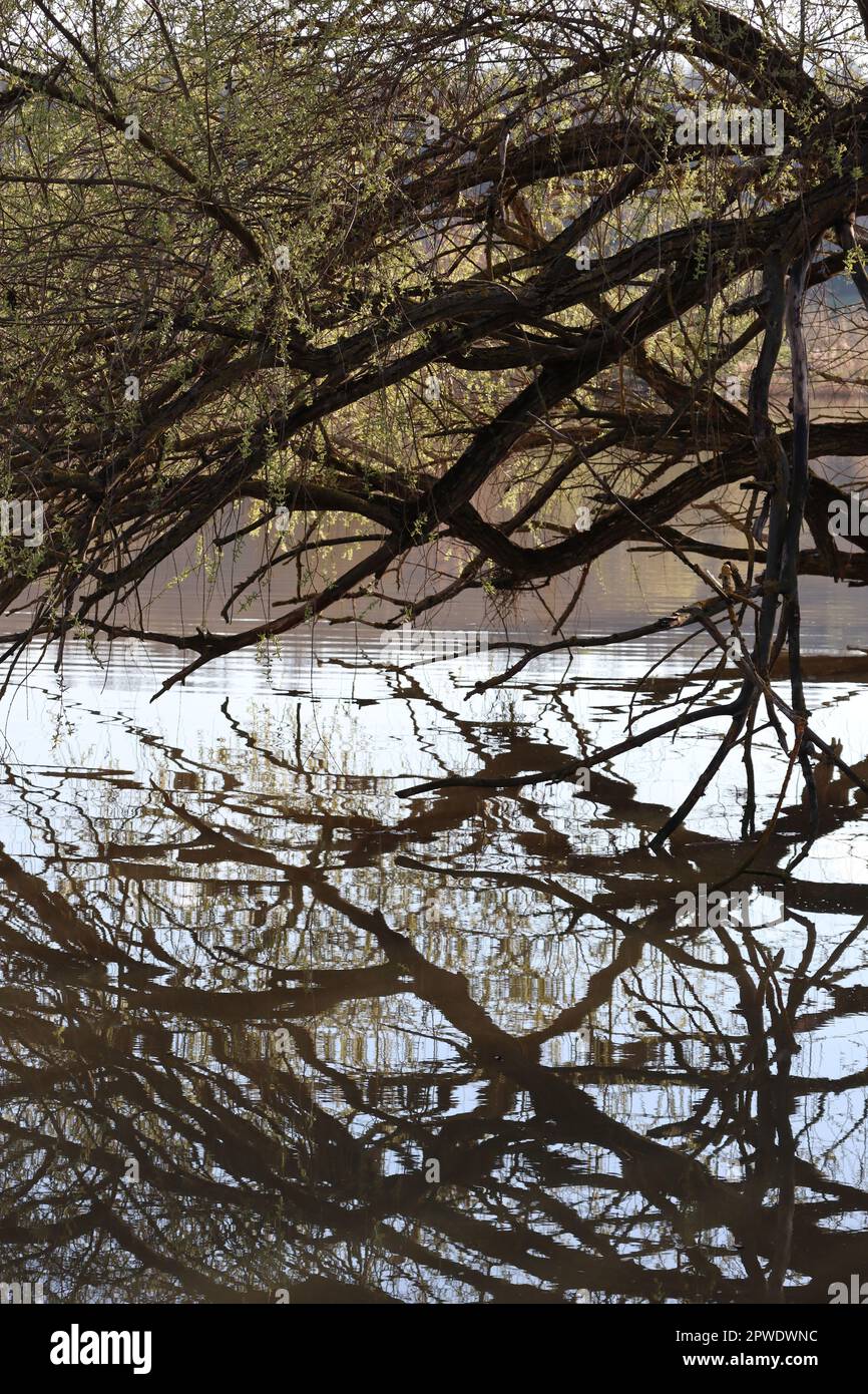 blossoming Bank trees reflection in the bright Area Stock Photo - Alamy