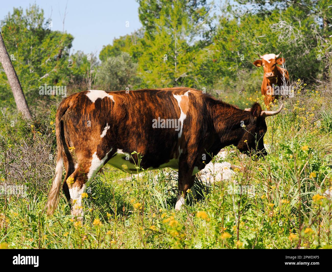Tiger cow among stunted green bushes Blurred background. Stock Photo