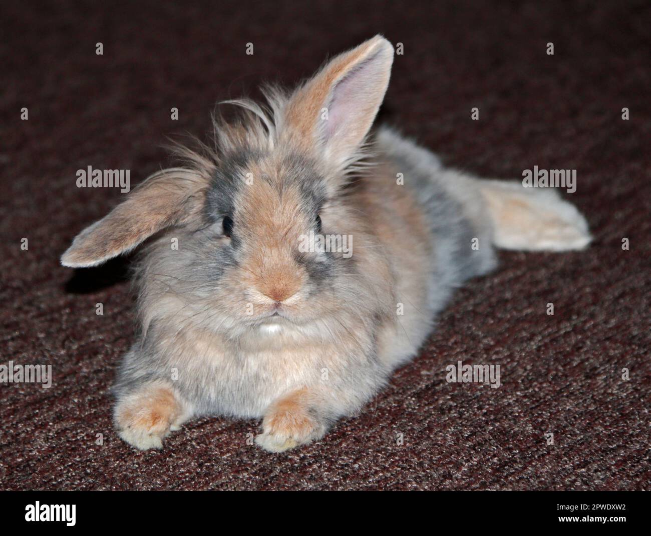 Mini Lion Lop Rabbit Buck juvenile Stock Photo
