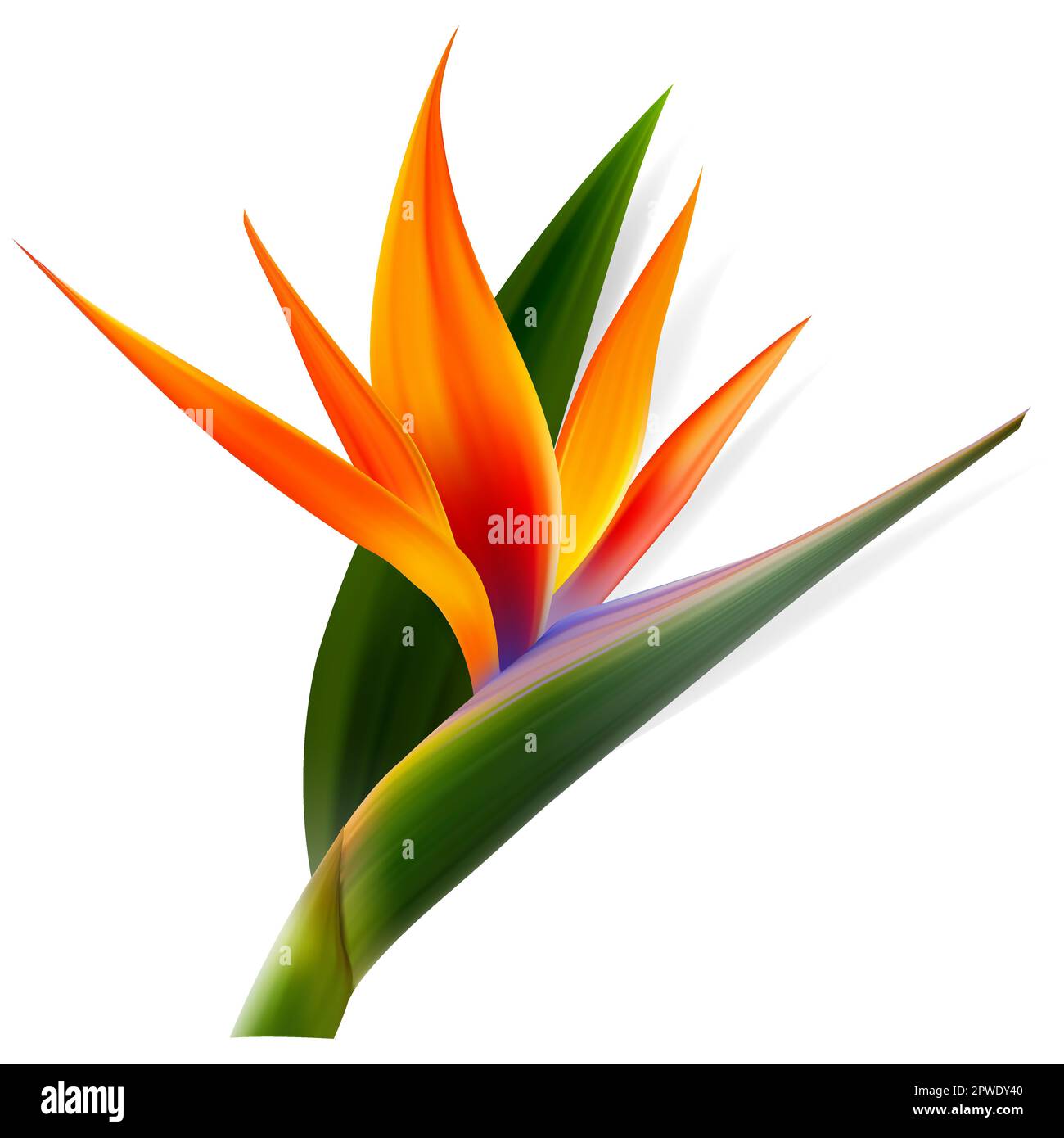 Strelitzia reginae flower, bird-of-paradise, crane flower. Isolated Exotics. Botanical illustration Stock Vector