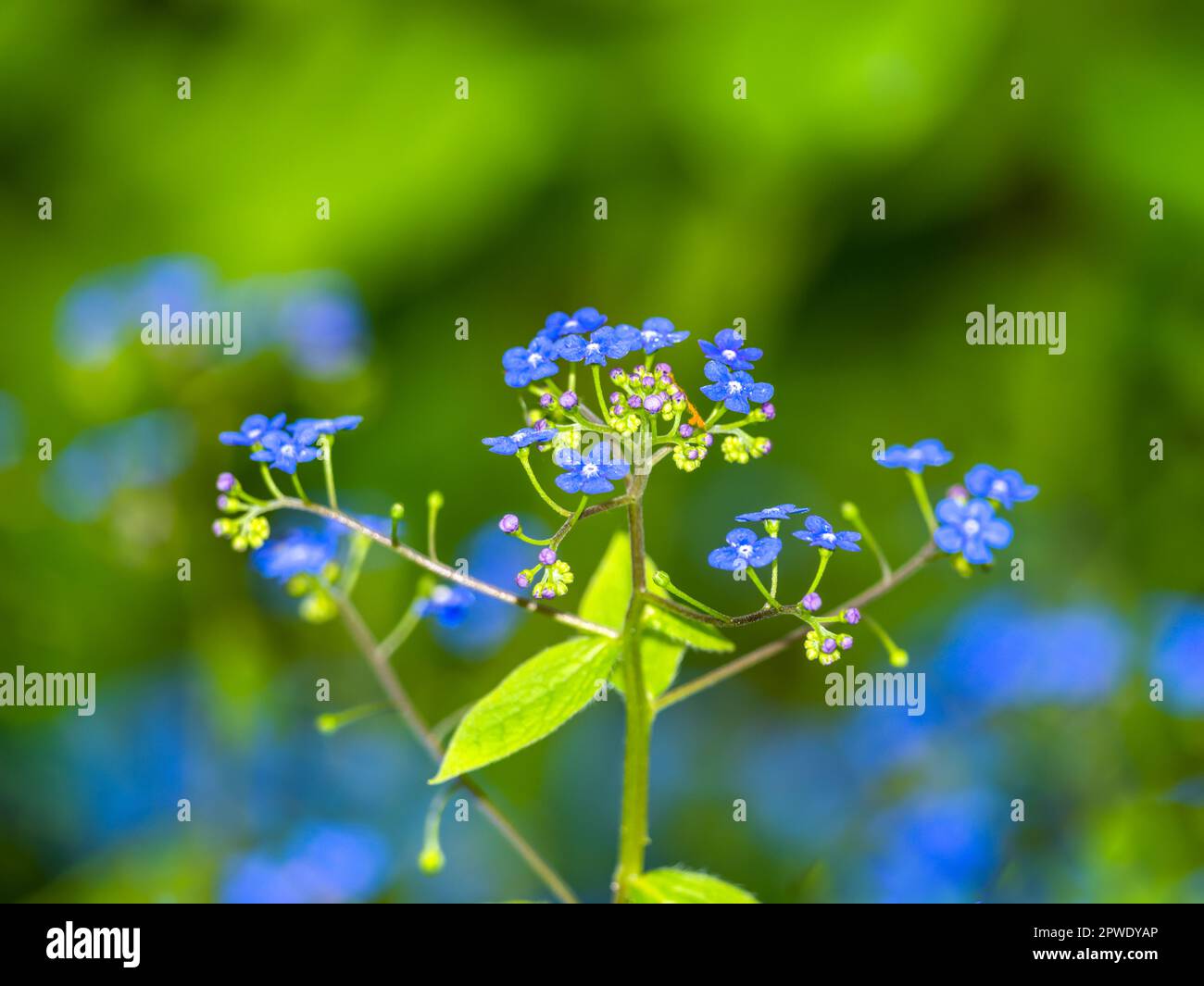 the beautiful blooming blue myosotis on a sunny day Stock Photo