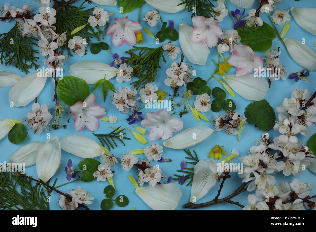 A blue background with spring flowers and leaves on it Stock Photo - Alamy