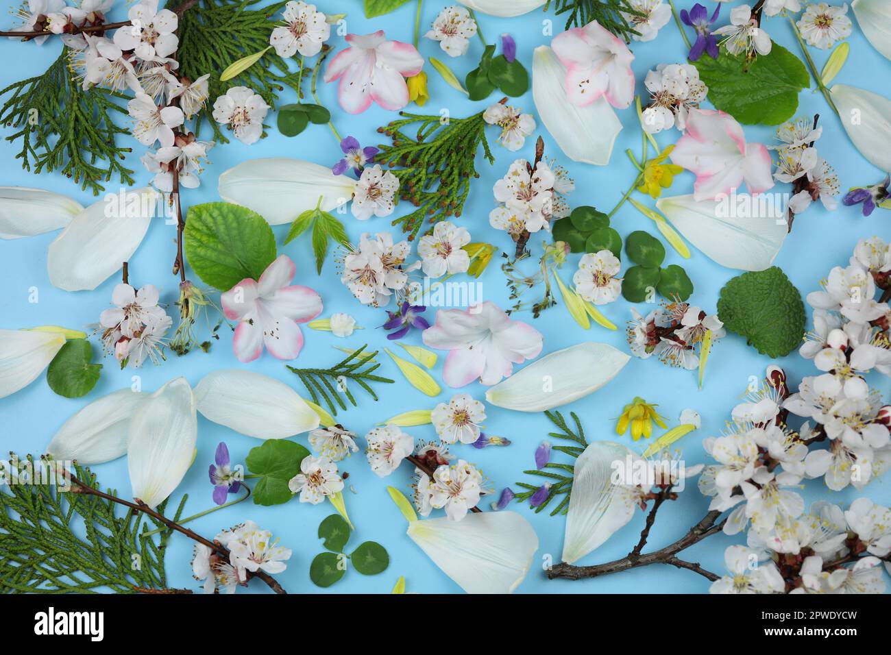 A blue background with spring flowers and leaves on it Stock Photo - Alamy