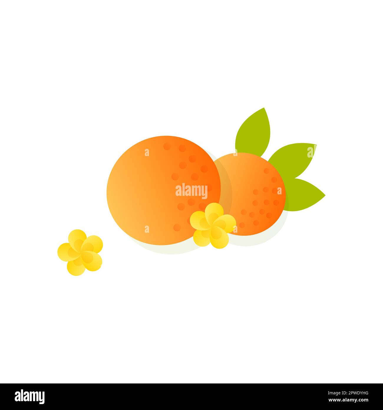 Oranges from fruit tree vector illustration Stock Vector