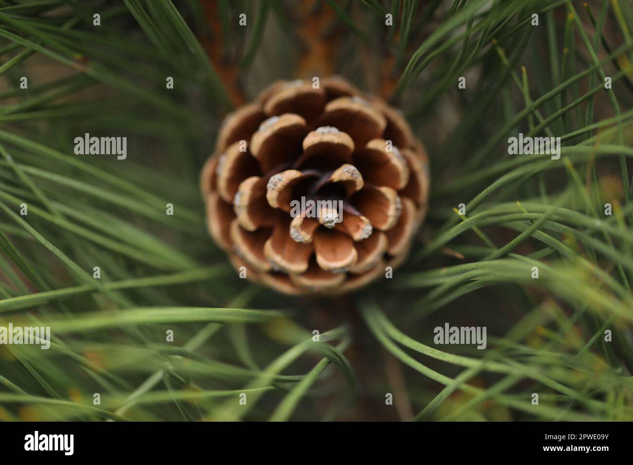 A pine cone is on a tree in the forest. Stock Photo