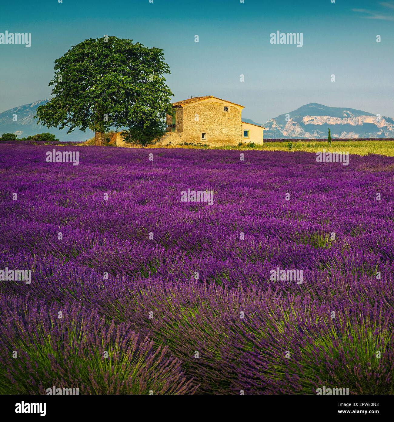 My Image 14