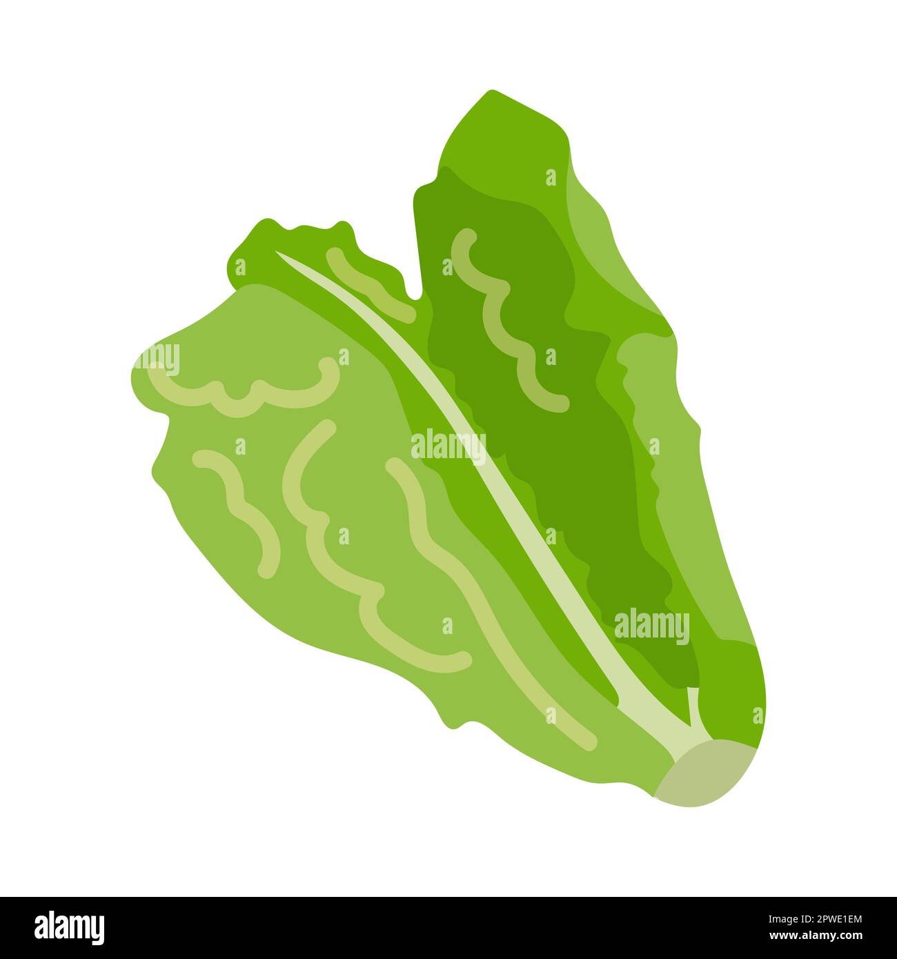 Vitamin Aenriched green lettuce cartoon illustration Stock Vector