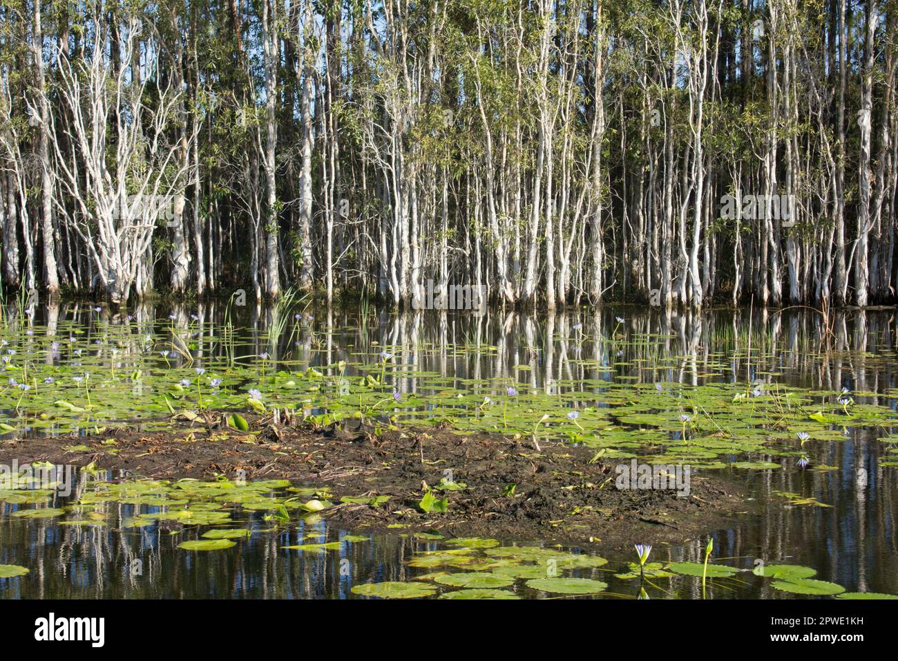 Floating root ball hires stock photography and images Alamy