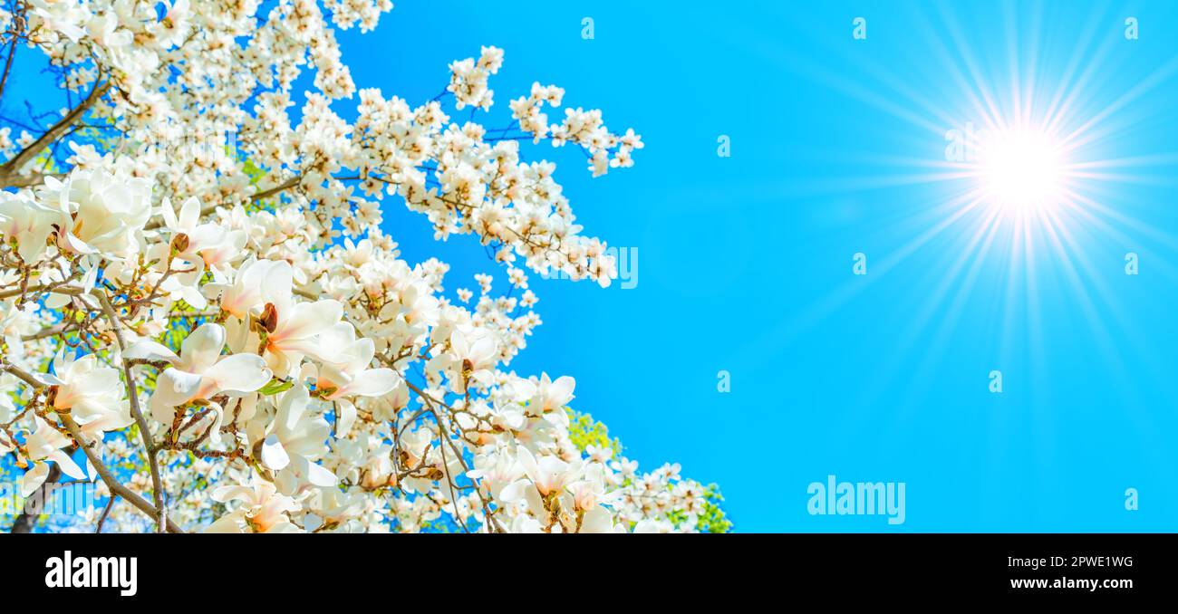 Stunning white magnolia tree in full bloom against a vibrant blue ...