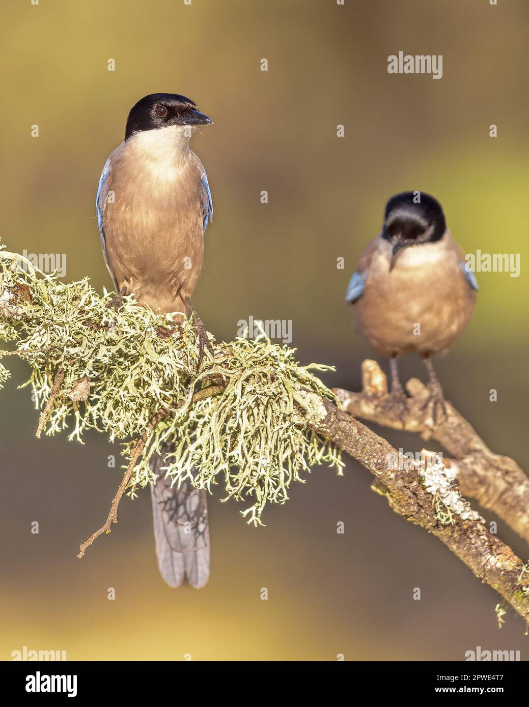 Iberian magpie (Cyanopica cooki) is a bird in the crow family. Pair of Birds perched on branch against bright background in Extremadura, Spain. Wildli Stock Photo