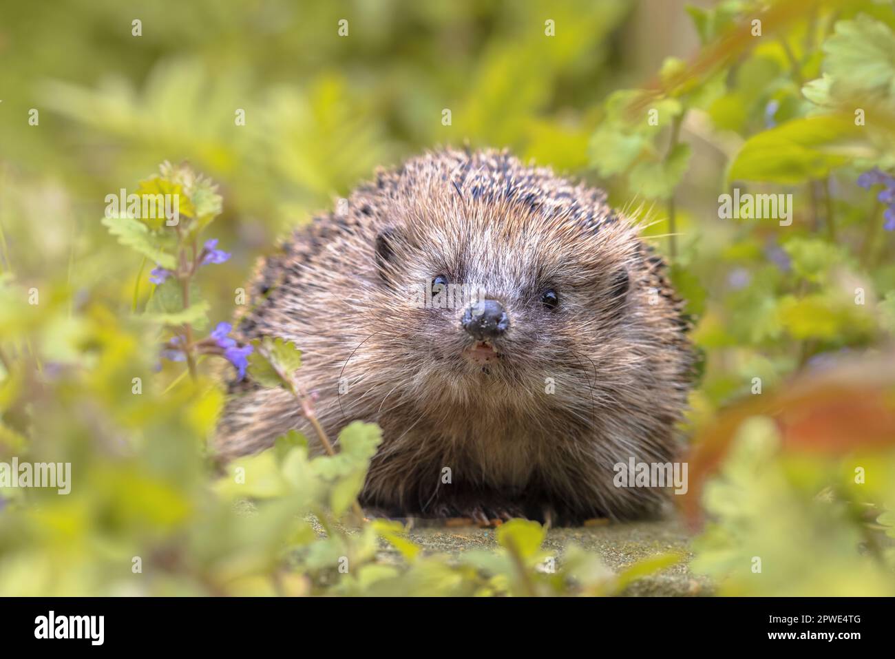 European hedgehog (Erinaceus europaeus) walking in garden with blue flowers. Teh west European hedgehog is native to Europe and can survive across a w Stock Photo