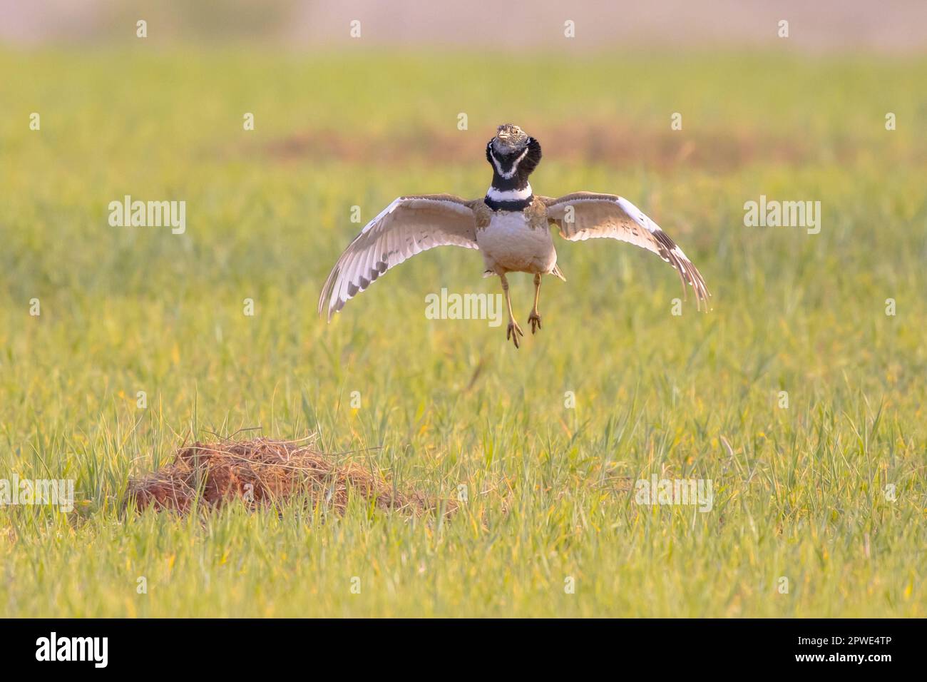 Display of Little Bustard (Tetrax tetrax) in grassland. This large bird breeds in Southern Europe and in Western and Central Asia. Numbers are declini Stock Photo