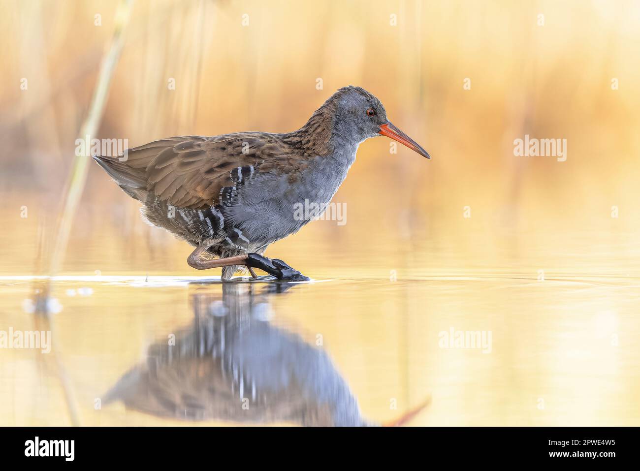 Water Rail (Rallus aquaticus) on Beautiful Background. This bird breeds in well-vegetated wetlands across Europe, Asia and North Africa. Wildlife Scen Stock Photo