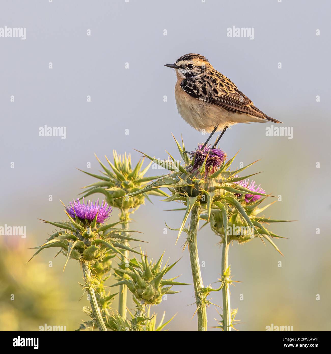 Whinchat (Saxicola rubetra) is a small migratory passerine bird breeding in Europe and western Asia. Wildlife scene of nature in Europe. Stock Photo