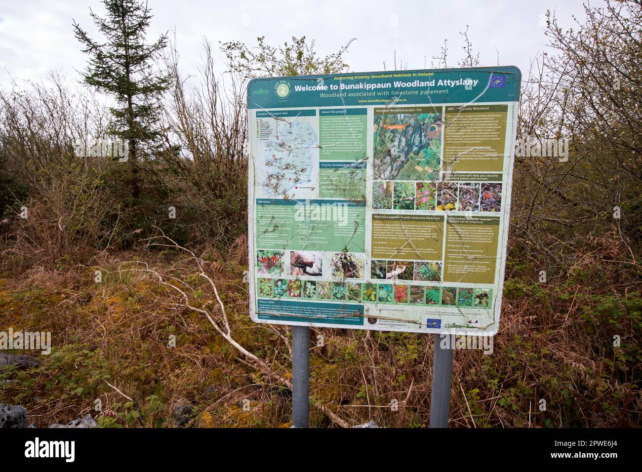 bunakippaun woodland attyslany unique habitat in the burren county clare republic of ireland Stock Photo