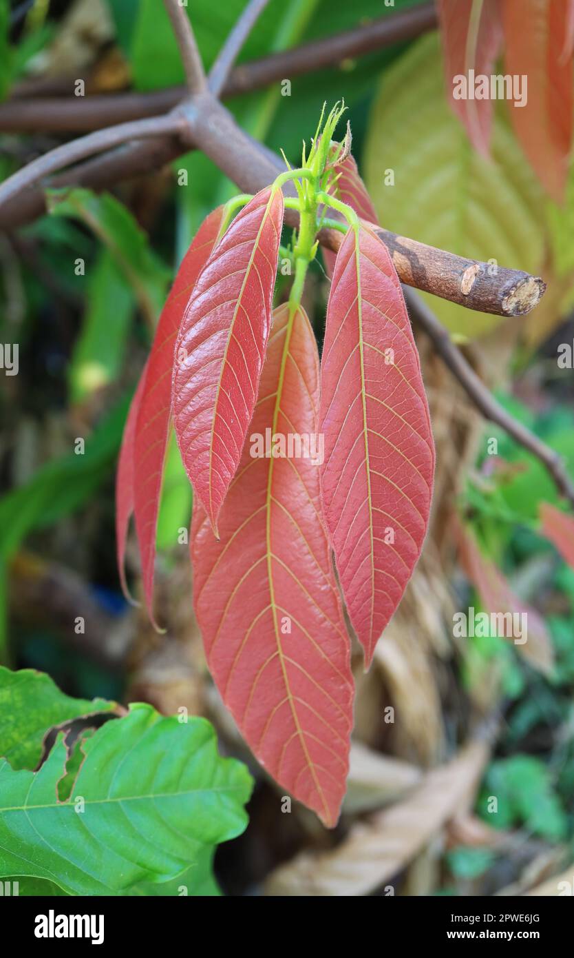 Pinkish Red Young Leaves of Cacao Tree or Theobroma Cacao Stock Photo