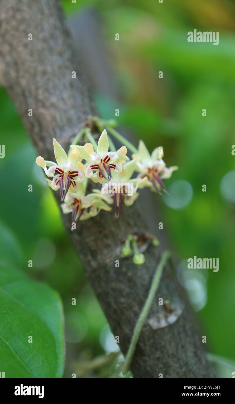 Closeup of a Clusters of Cacao Flowers Blooming Directly from Their Tree Trunk Stock Photo